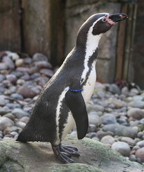 London Zoo 