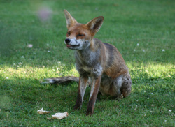 Fox